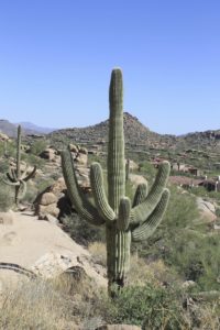 pinnacle-peak-cactus photo