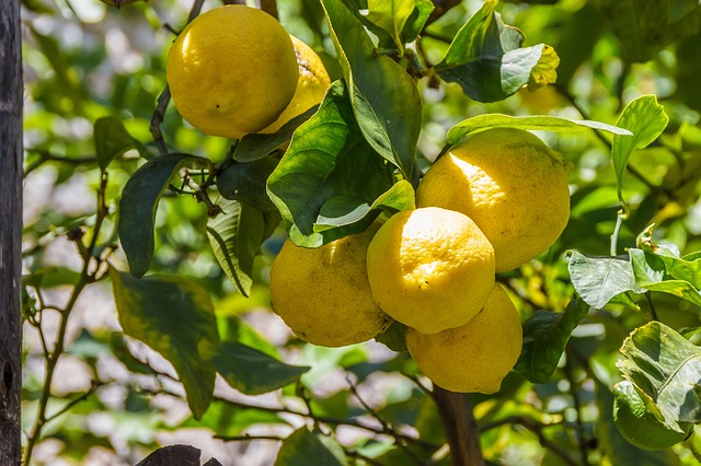 lemon tree photo