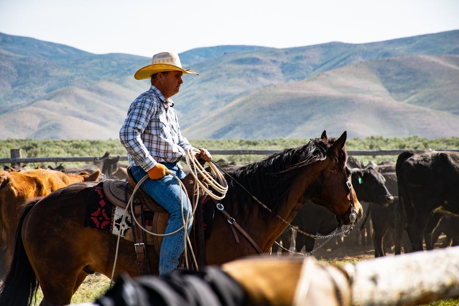 cowboy on horse photo