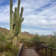 Scottsdale's McDowell Sonoran Preserve