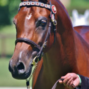 Arabian Horse