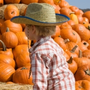 pumpkin patch