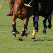 scottsdale polo
