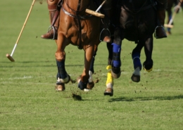 scottsdale polo