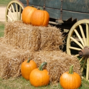 pumpkins