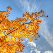 fall leaves